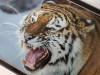 Нарды подарочные длинные деревянные Амурский тигр большие 60 на 60 см фото 3 — hichess.ru - шахматы, нарды, настольные игры