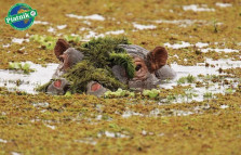 Пазл Не беспокоить Гиппопотам 1000 элементов — hichess.ru - шахматы, нарды, настольные игры
