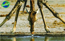 Пазл На водопое Жираф 1000 элементов — hichess.ru - шахматы, нарды, настольные игры