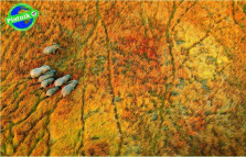 Пазл В пути Слоны 1000 элементов — hichess.ru - шахматы, нарды, настольные игры