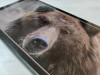 Нарды деревянные Медведь 50 на 50 см черные фото 4 — hichess.ru - шахматы, нарды, настольные игры